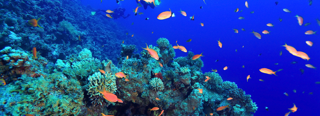 How Coral Reefs Protect Marine Life