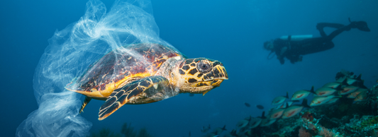 The Hidden Impact of Plastic in the Ocean