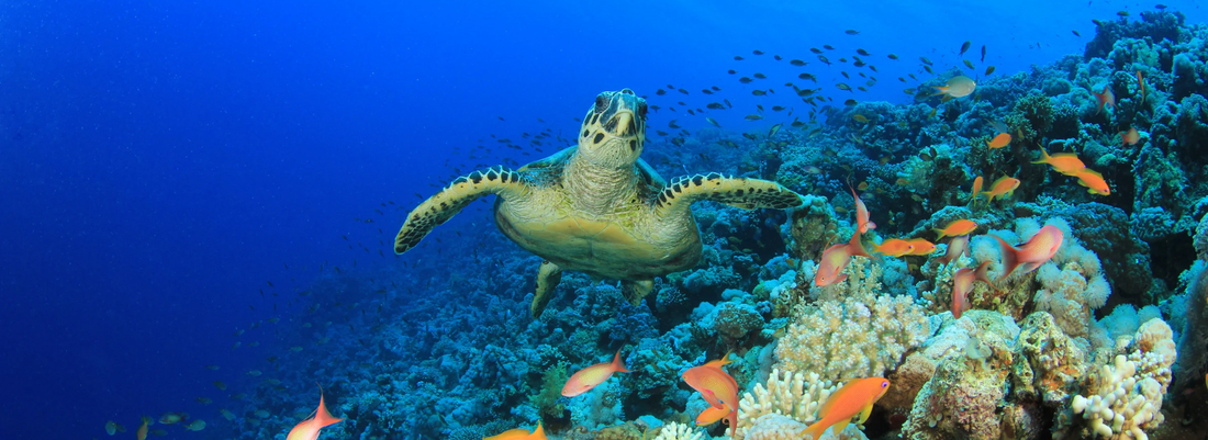 Why Sea Turtle Matter for Ocean Ecosystems